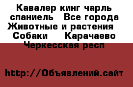Кавалер кинг чарль спаниель - Все города Животные и растения » Собаки   . Карачаево-Черкесская респ.